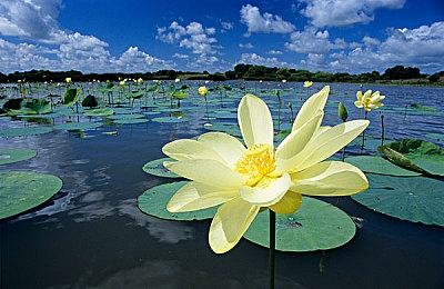 FCC信息显示任天堂正为Switch准备新手柄